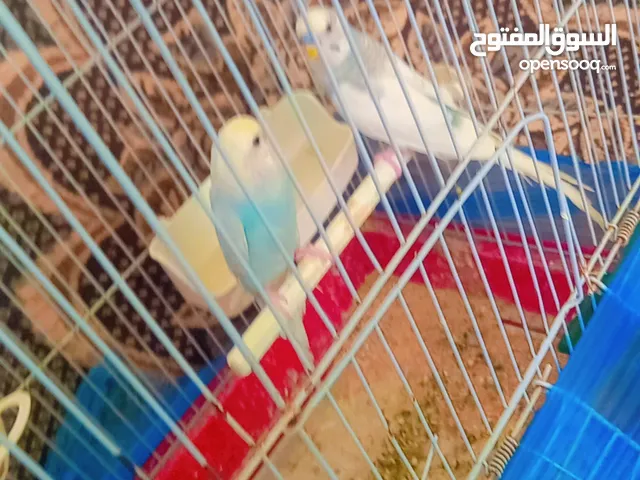 سلام عليكم اقرء الإعلان جيدا