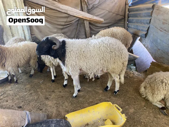 خروف ربي بارك