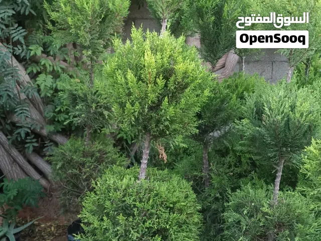 225 m2 More than 6 bedrooms Villa for Sale in Benghazi Qar Yunis