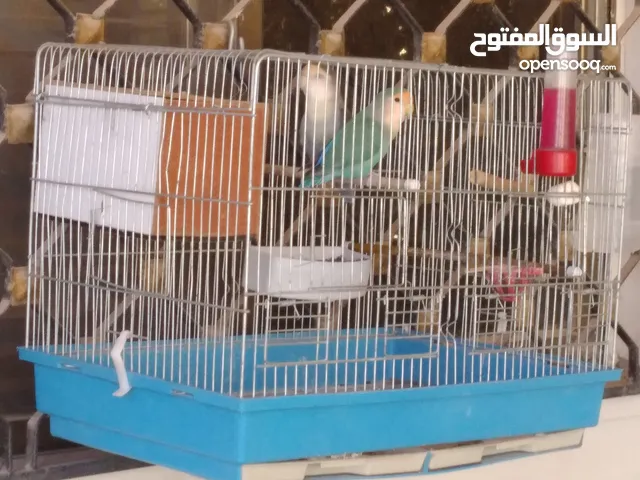 طيور روز تركواز طفره جوز مع قفص كبير وكوخ
