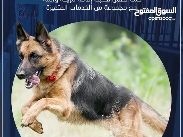 فندقة وتدريب كلاب بأسعار منافسة