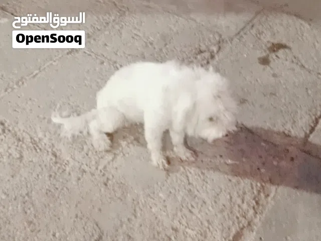 كلب زينه خوش كلب لعوب سعره 25 او بي مجال