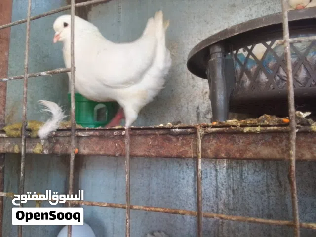 مطلوب حمام تحضين يكون حنون ودفش