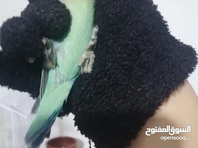 روز اخضر وايت فيس 425 ج