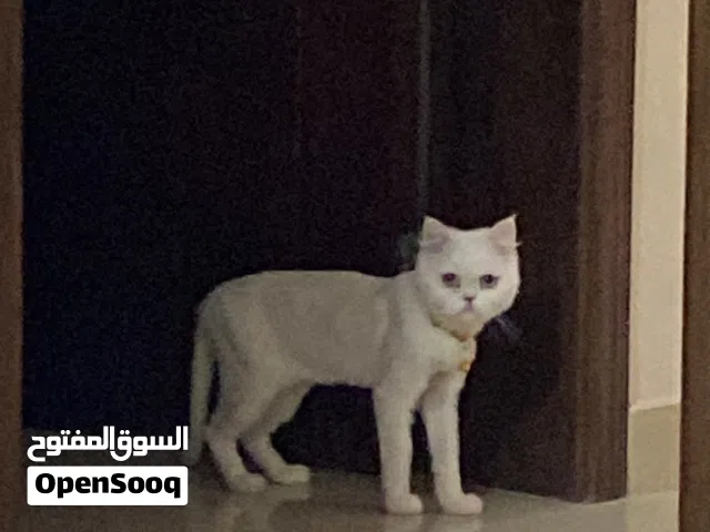 قطة للتبني تطلب تزاوج عمرها 7 شهور بيضاء