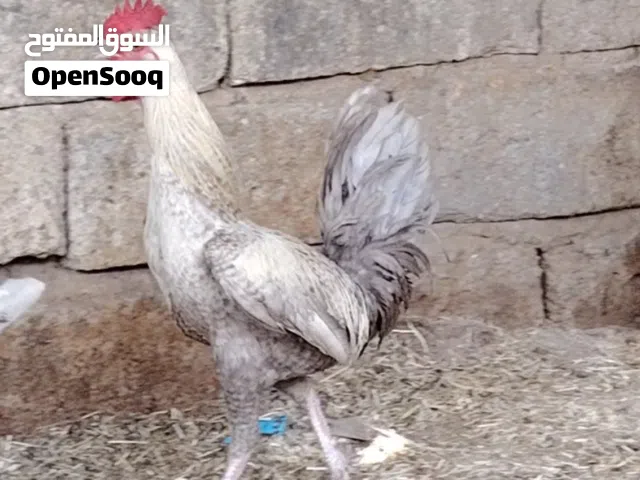 ديج كويتي كريمي ملقح