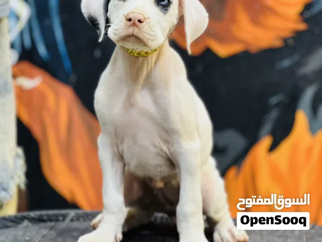 كلاب جريد دان