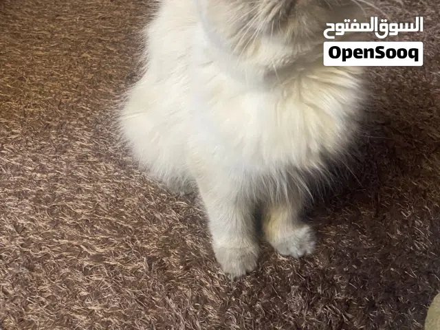 انثى هملايا للبيع