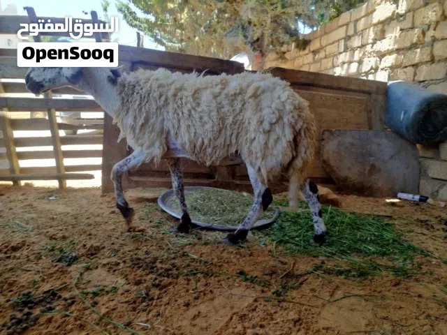 نعجه برقاويه ماشاء الله