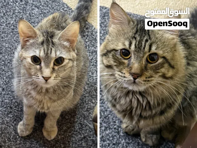 قطط للتبني عمرهم سنة و نص غير مطعمين و غير معقمين لكنهم بصحة ممتازة مع 20دينار شهريا لاكلهم و ترابهم