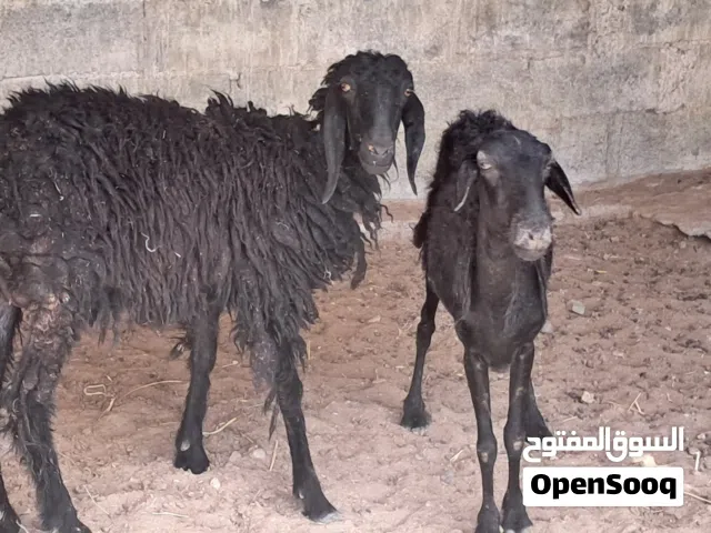 جعد هنتين وحده تهجين كشميري وحده مال دار ب90 بهنتهن  + صخله جمه 4شهور ب38