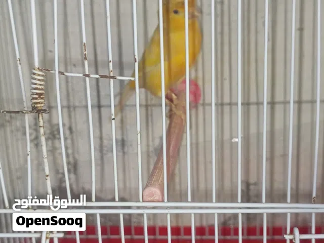 فحل جزري فاتح نار