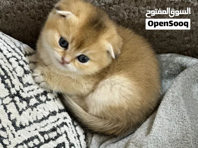 سكوتش فولد للبيع