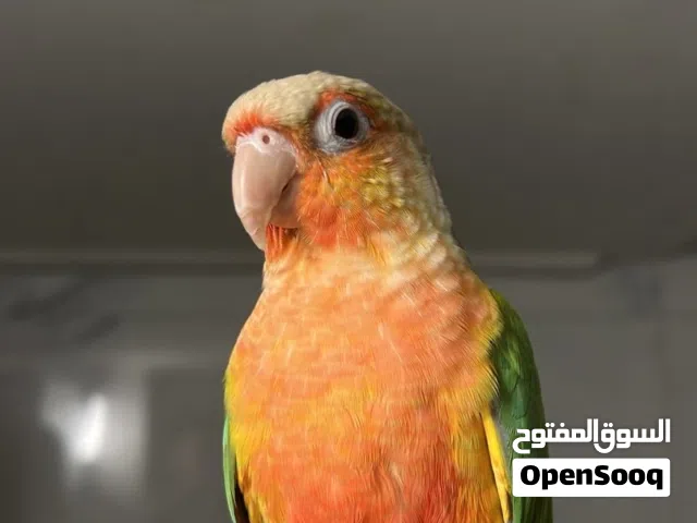 كنيور اليف عمره تسع شهور