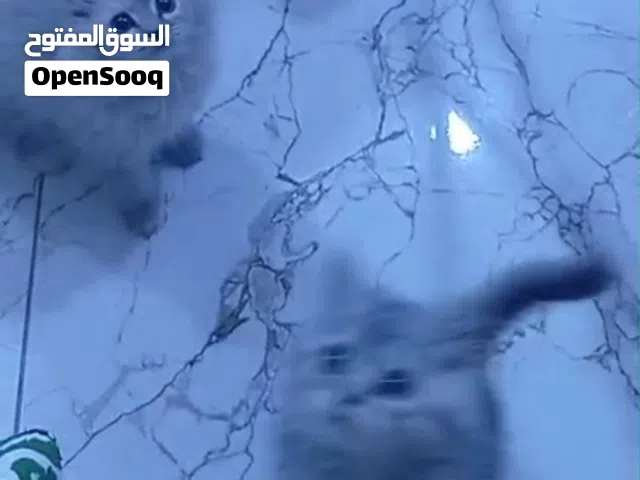 قطط للبيع التفاصيل اسفل !