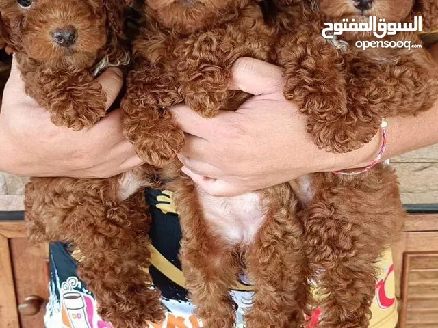 Poodle puppies