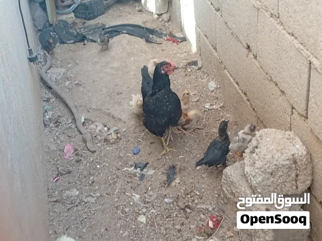 دجاجه عربيه مو افراخ العدد 8