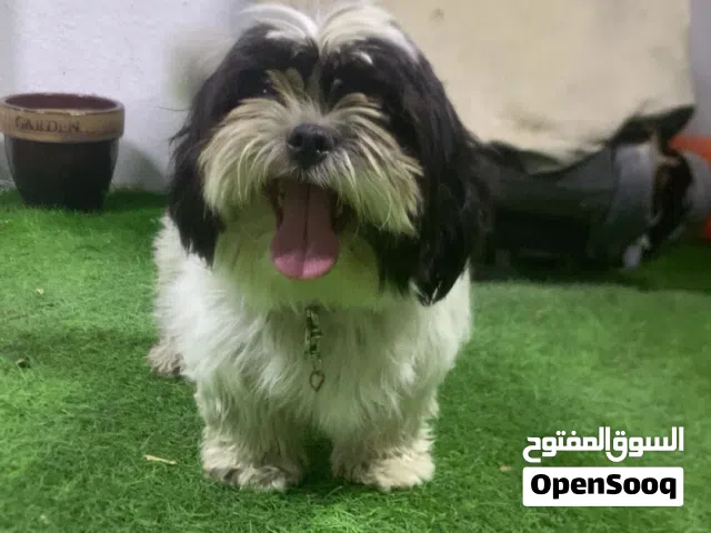 كلب أنثى أليف