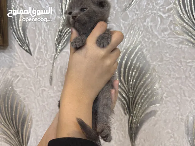 BRITISH & SCOTTISH KITTENS AVAILABLE TO RESERVE