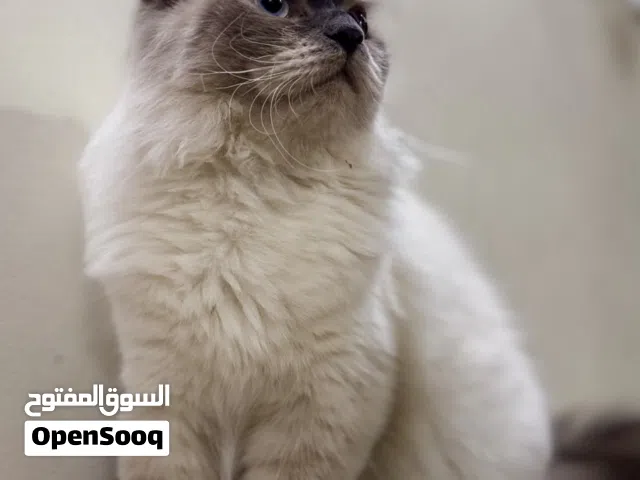 قطة هملايا للبيع اليف جداً