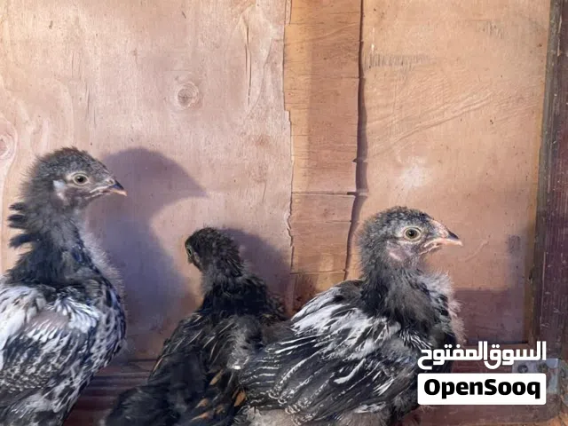 فلوس برهما بصحه جيده