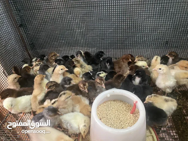 صيصان ودجاج للبيع