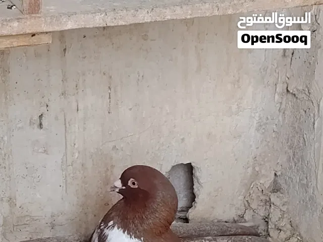 حمام للتبديل او للبيع