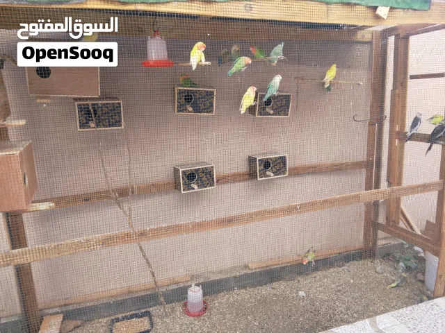 طيور الروز