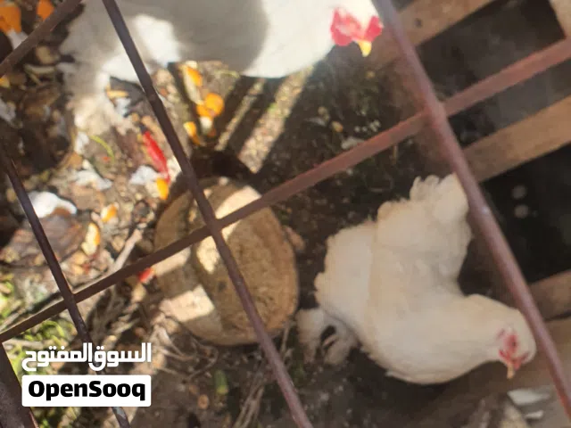 دجاج للبيع