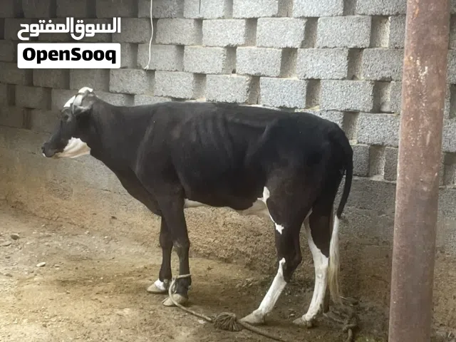 للبيع بقرة في ولاية بركاء