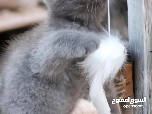 سكوتش فولد بيور عمر شهرين ذكر