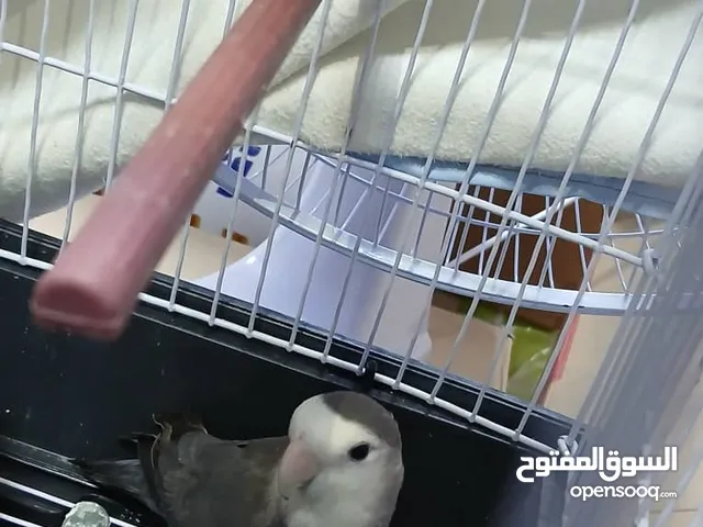 عصفور روز لون رصاصي