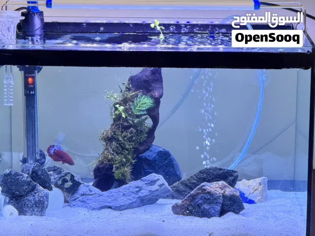 Stunning Betta setup — everything included, zero hassle!”