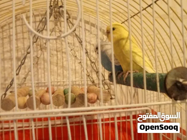 زوج/جوز عصافير حب مع قفص 3معلفيات وبياضة
