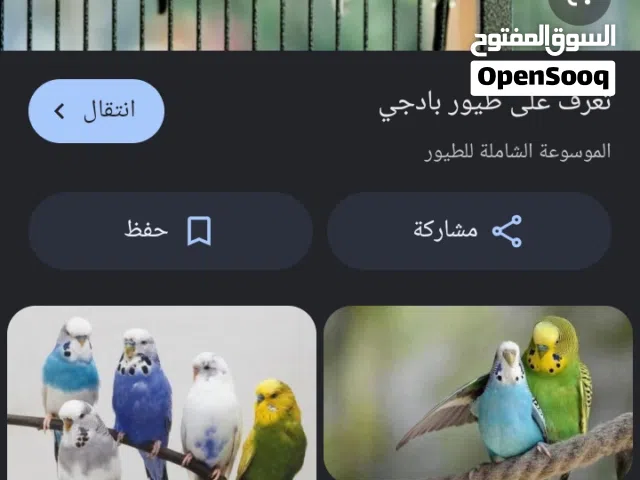 مطلوب زوج بادجي بسعر أقل من عشرة