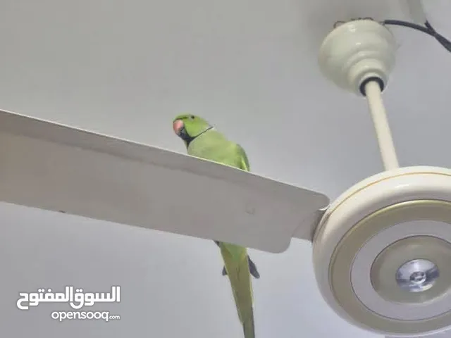 taking Indian ring neck parrot