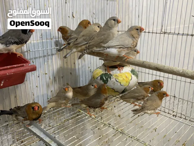 زيبرا غليضه