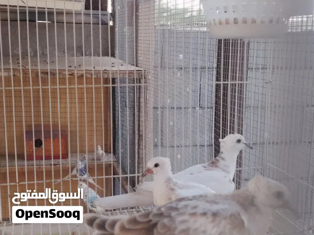 ياكريمي زوج  وافراخهن للبيع