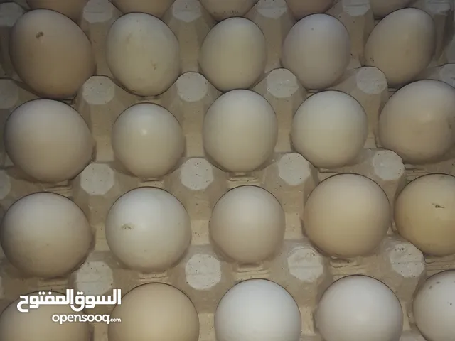 السلام عليكم طبق بيض عربي مخصب بإذن الله تجميع جديد