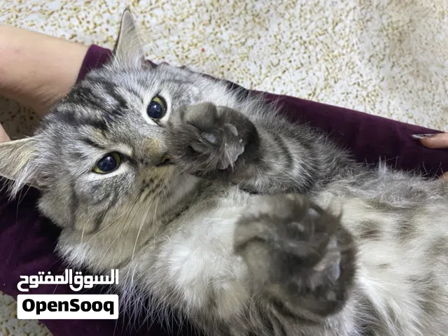 قط معقم للبيع