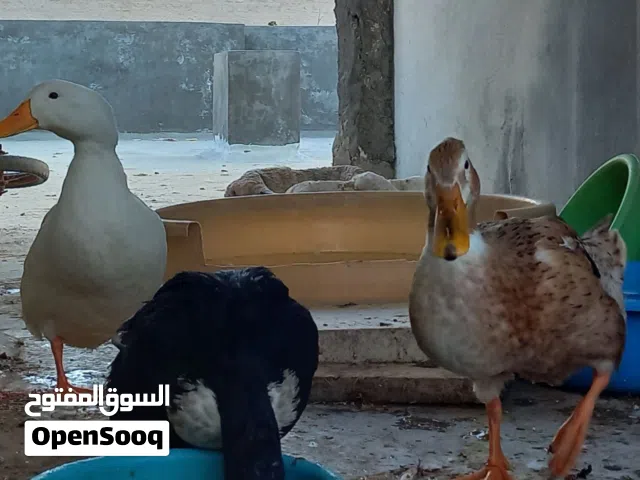 3 بطات بكيني، ذكر مع 2 اناث شغالات ومفكولات بإذن الله