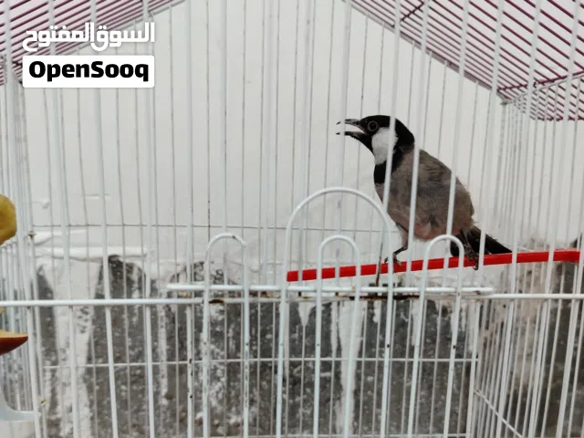 بلبل عراقي وحشي مع القفص