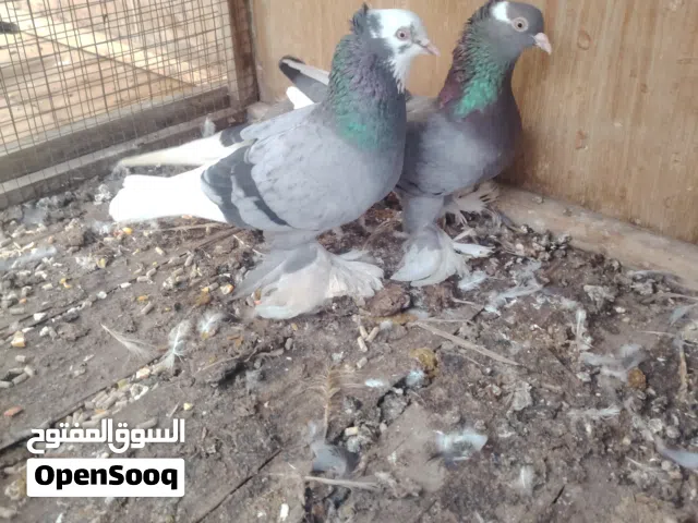 كوبية شقلاب بانتاجها