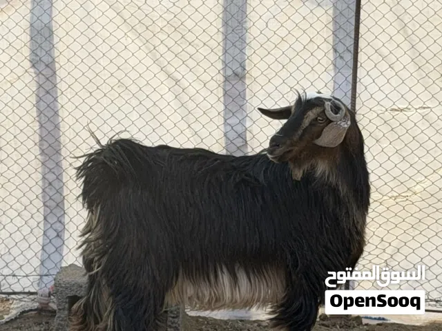 ماعز للبيع 85 ريال