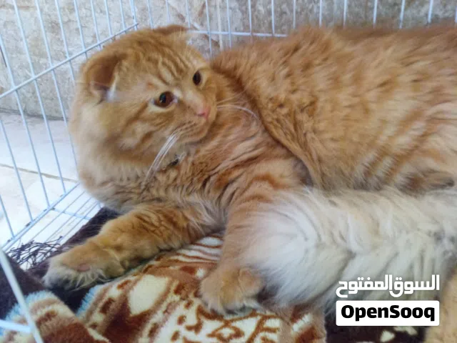بستان حلوات كثير لطيفات معهم كل اغراضهم