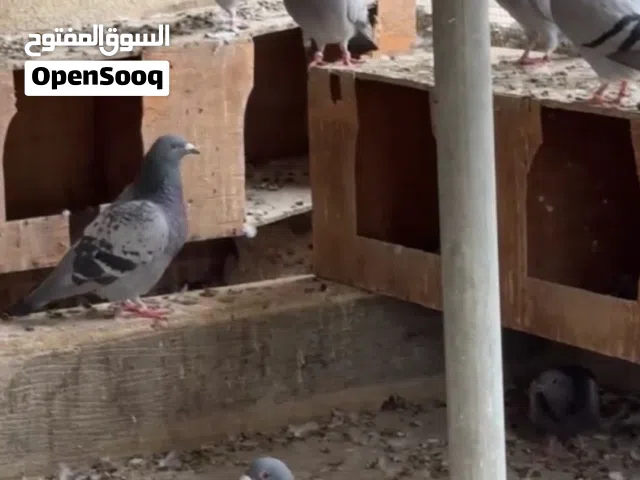 حمام  زاجل ريس