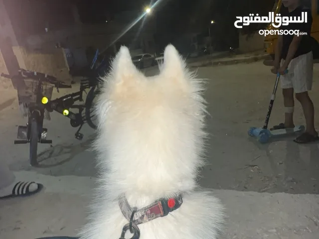 كلبه ساموايد مدربه
