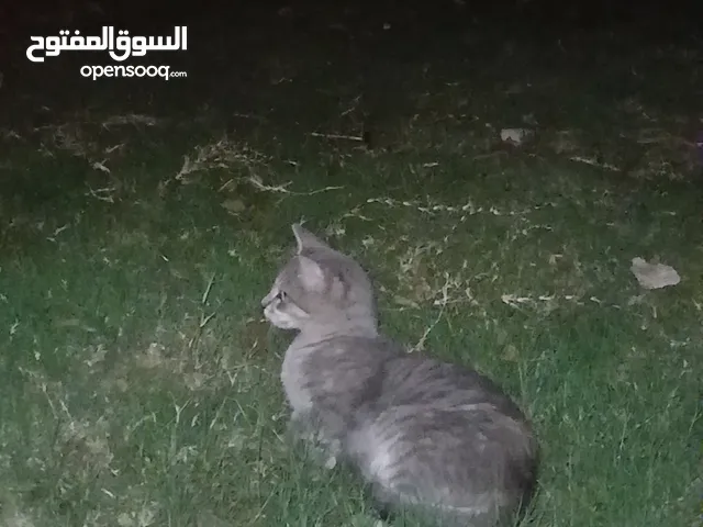 قطه أسترالي للبيع