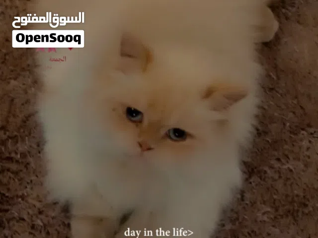 قطه للبيع شيرازي فارسي