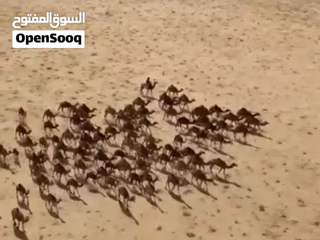 السلام عليكم يتوفر لدينا حليب أبل